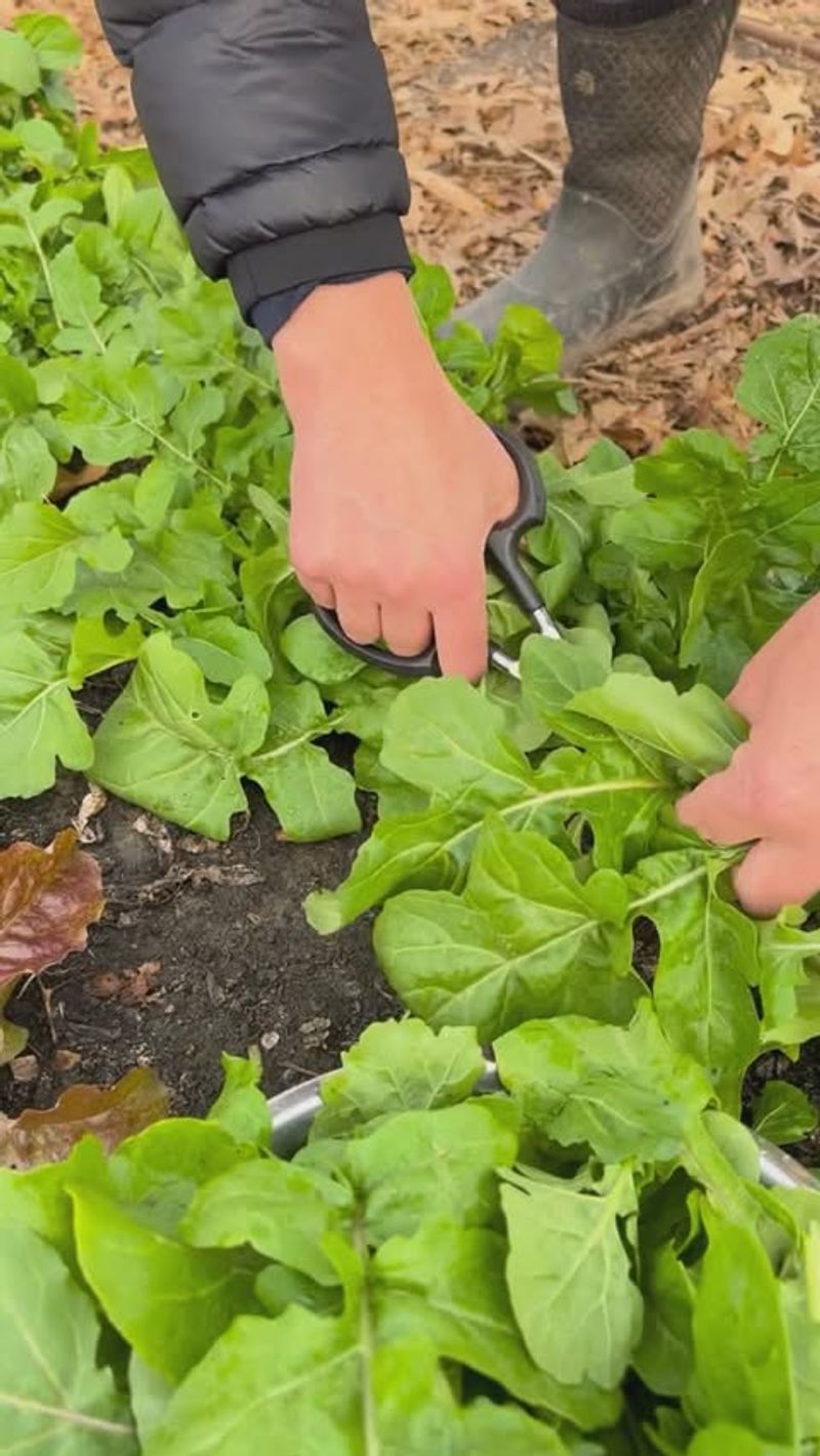 Arugula