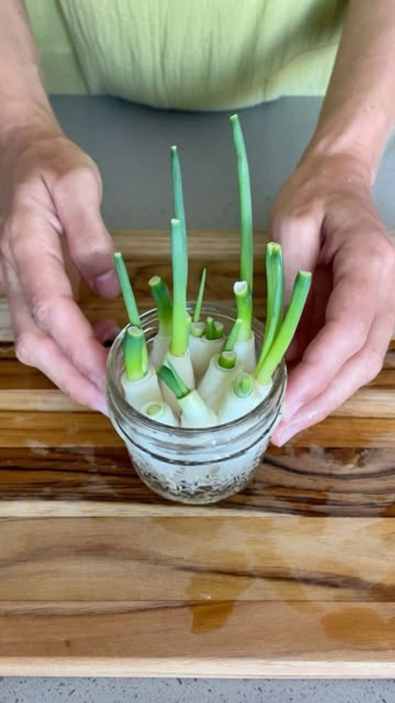 Scallions