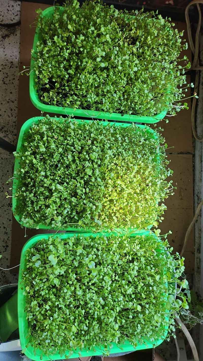Microgreens
