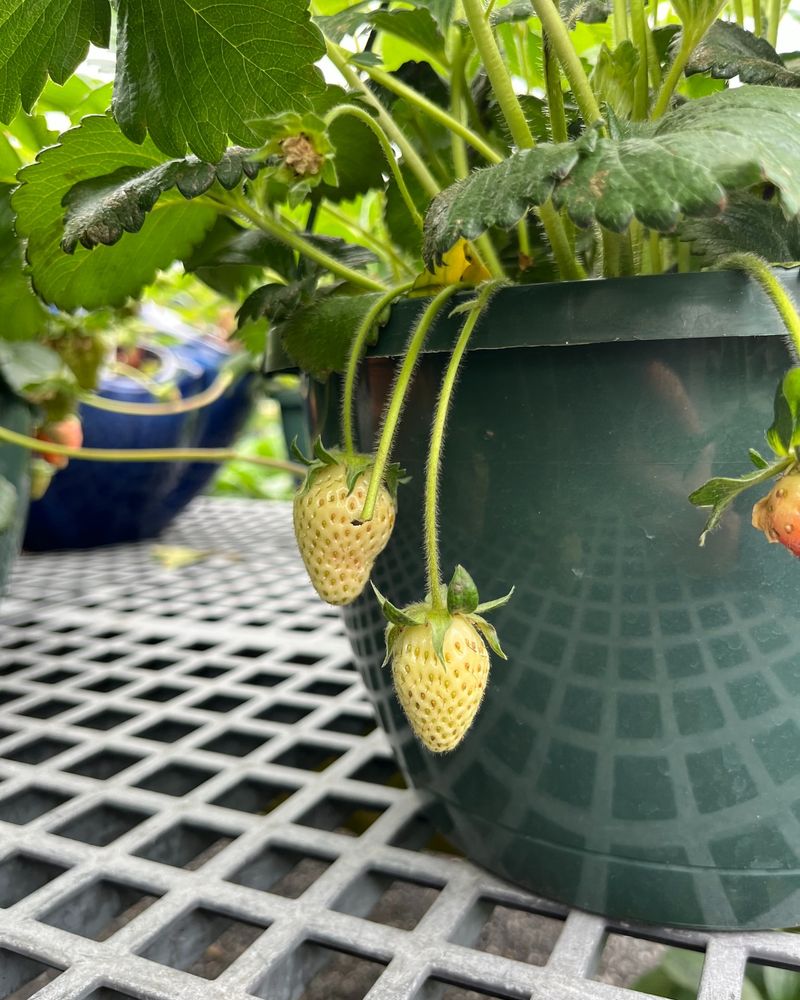 Strawberries