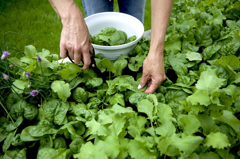 Spinach: Cold-Hardy Greens Ready In 30 Days