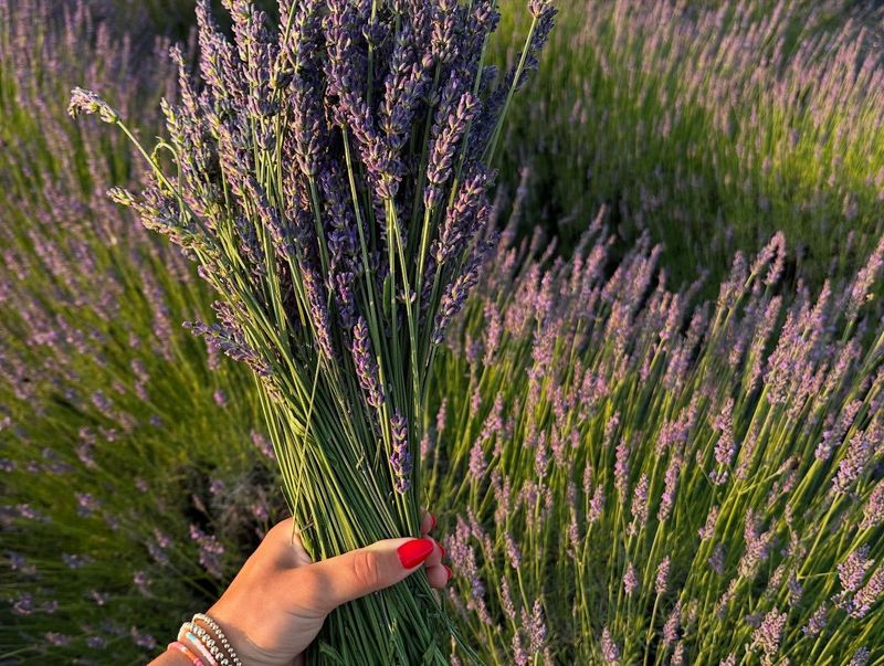 Lavender Intensifies Its Fragrance