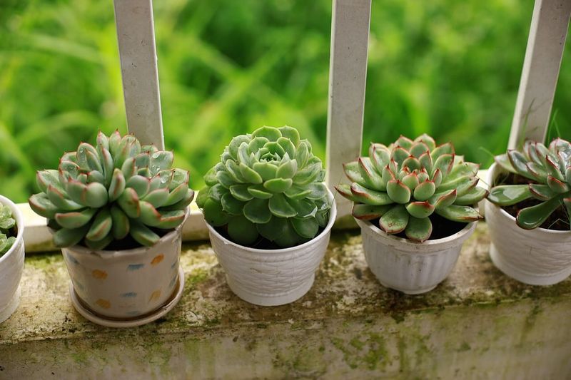 Self-Watering Containers