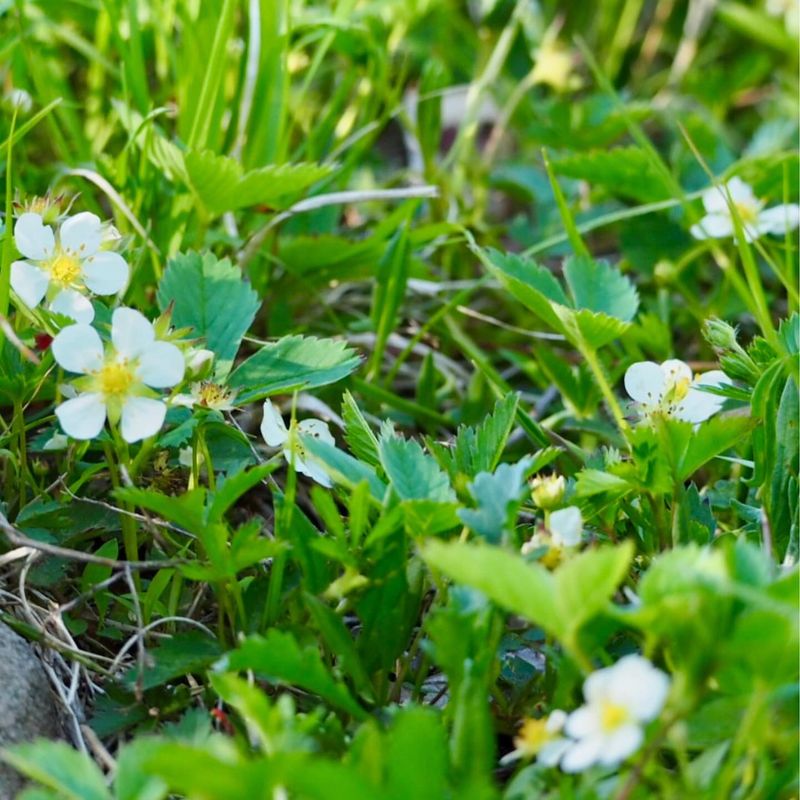Wild Strawberries Make Perfect Ground Cover