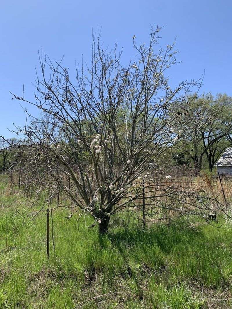 Unmaintained Fruit Trees
