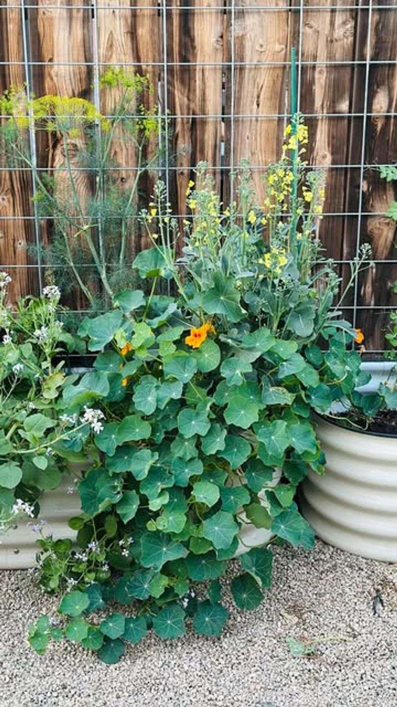Vertical Gardening Maximizes Space