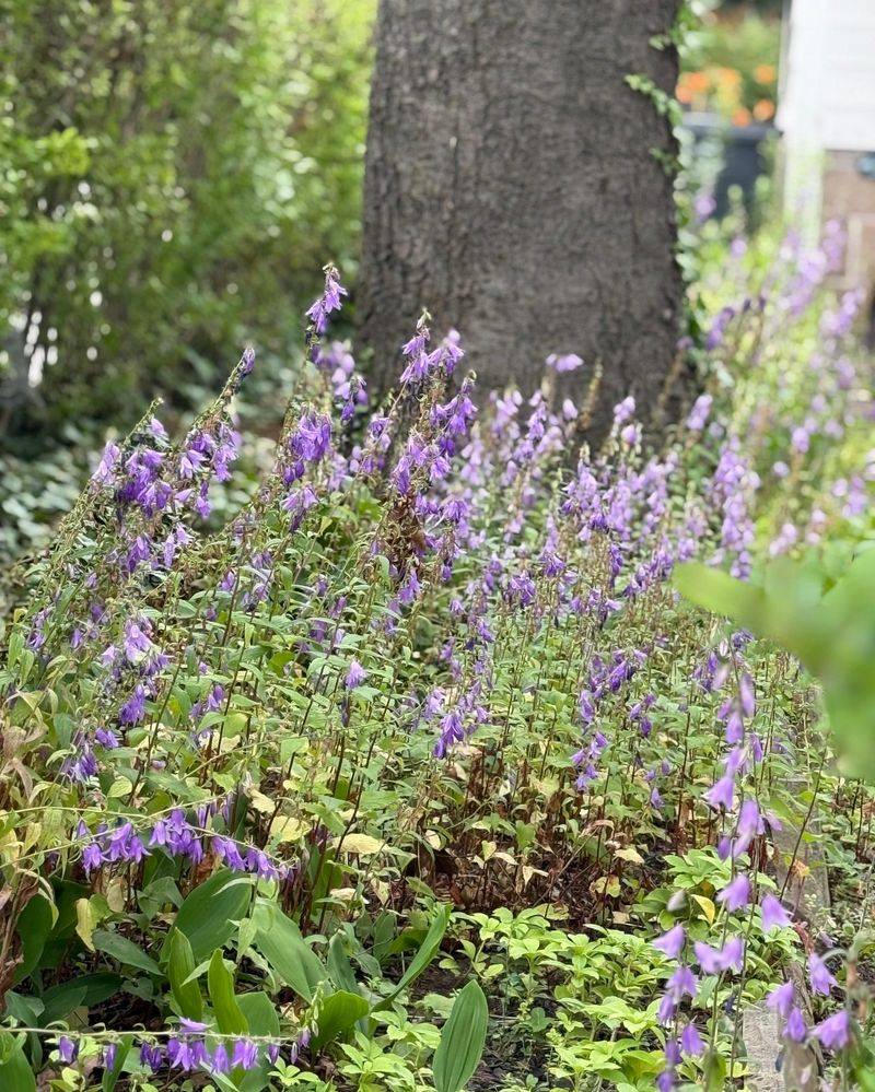 Invasive Ornamental Plants