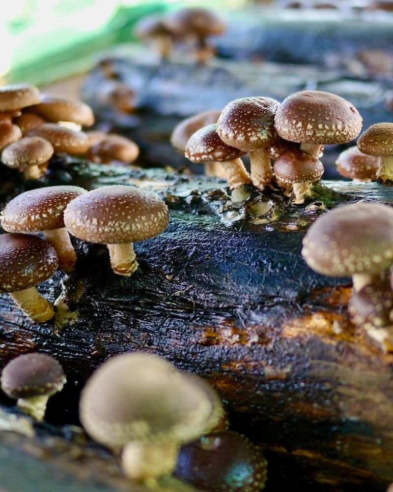 Mushroom Log Gardens