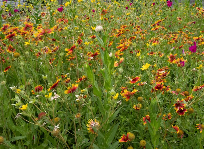 Meadow Pockets With Native Grasses And Wildflowers