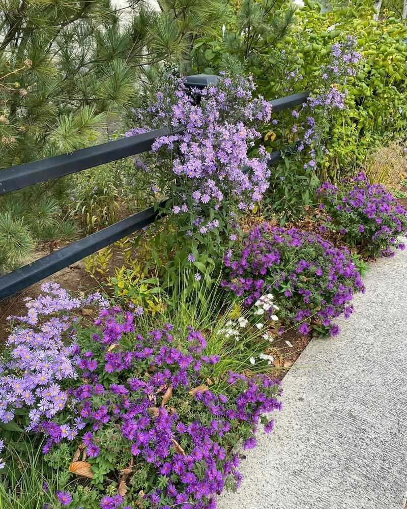 Aromatic Stone Wall Companion