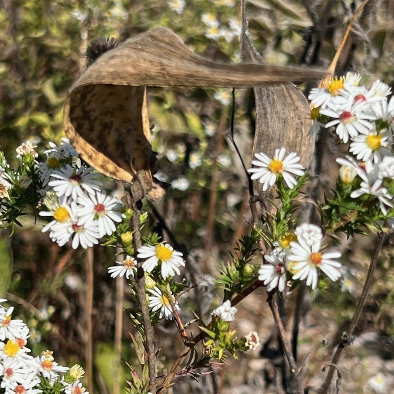 School Garden Programs