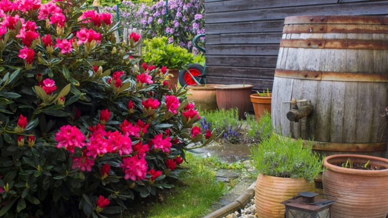 rain barrel in rain garden