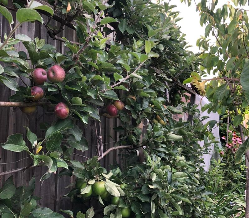 Heritage Fruit Trees With Modern Grafting Techniques