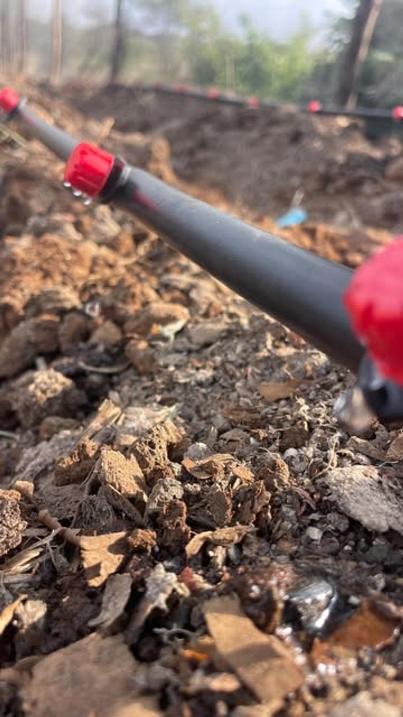 Drip Irrigation Delivers Precision