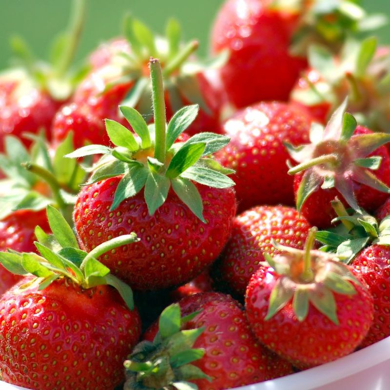 Early Spring Strawberries