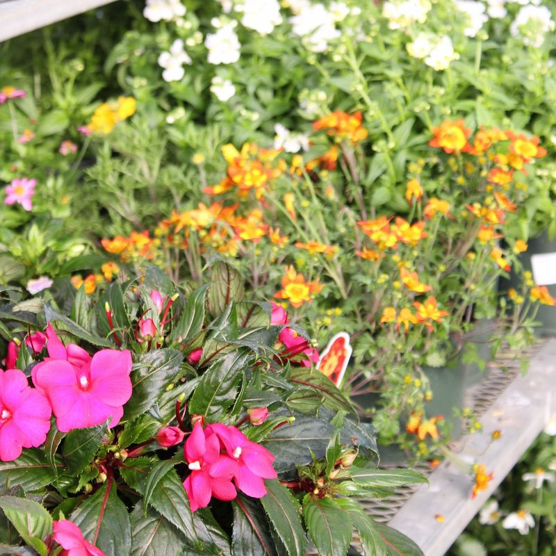 Pacific Northwest Wildflower Pots