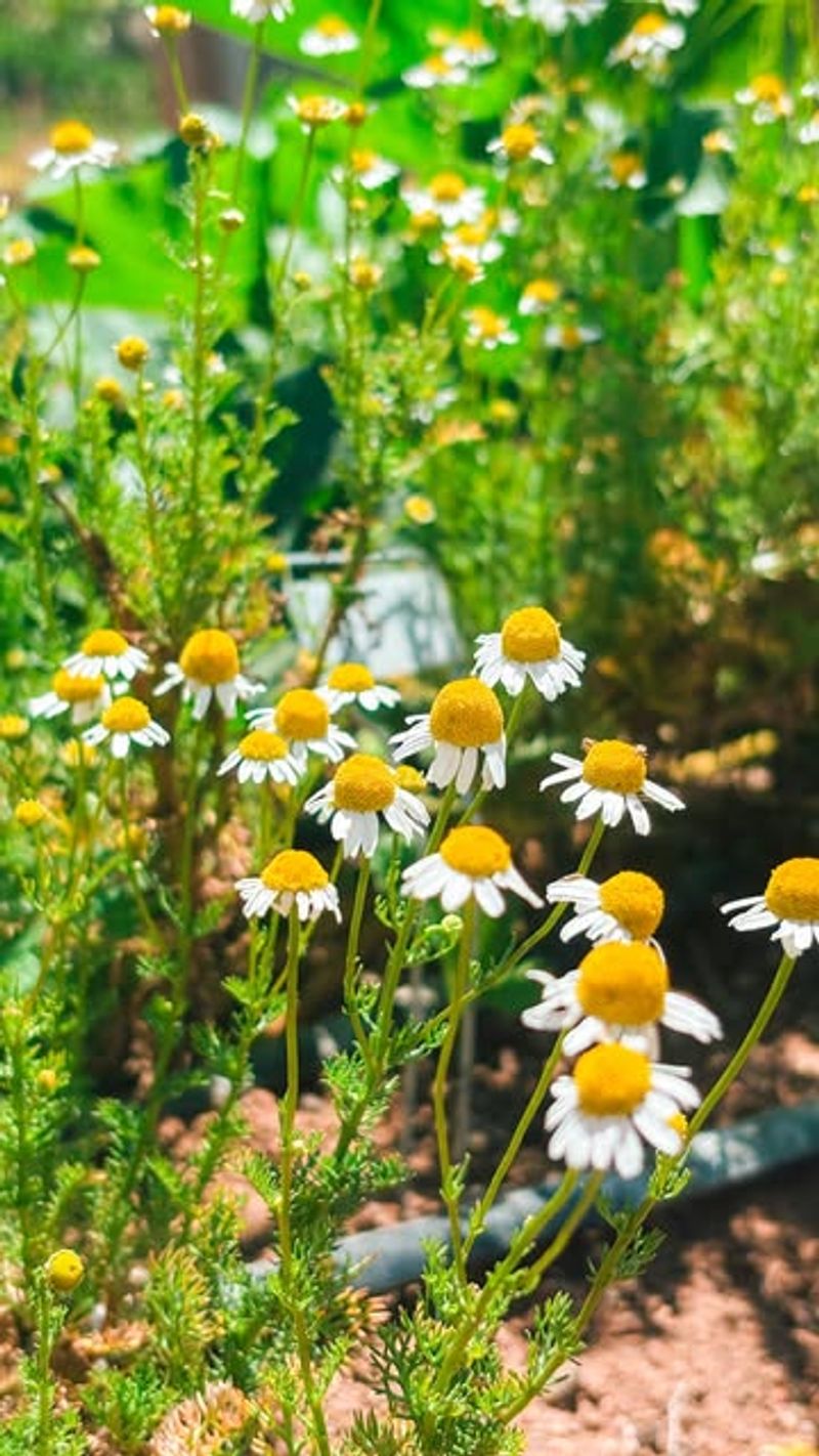 Chamomile Meditation Corner