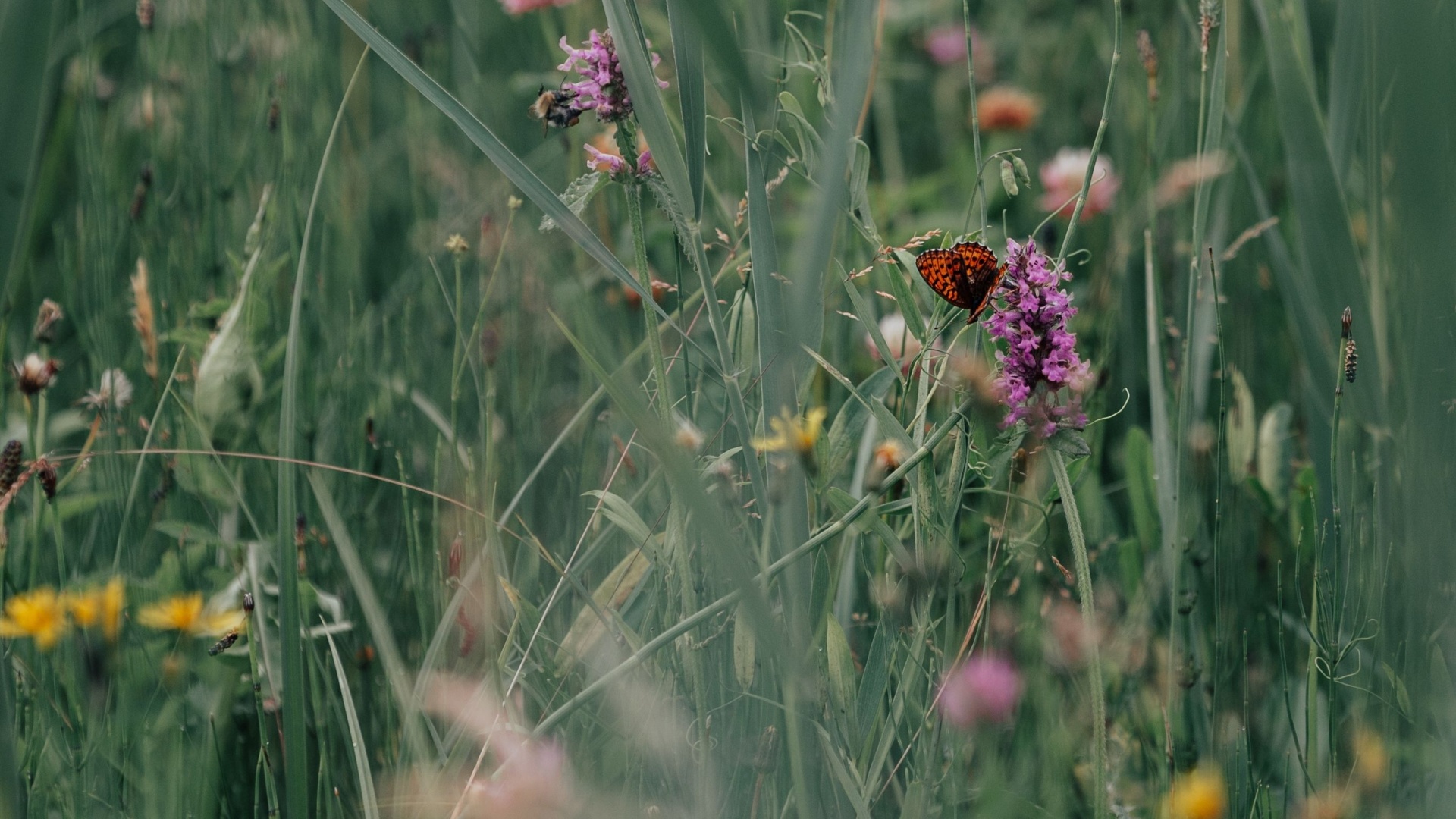 wildflowers