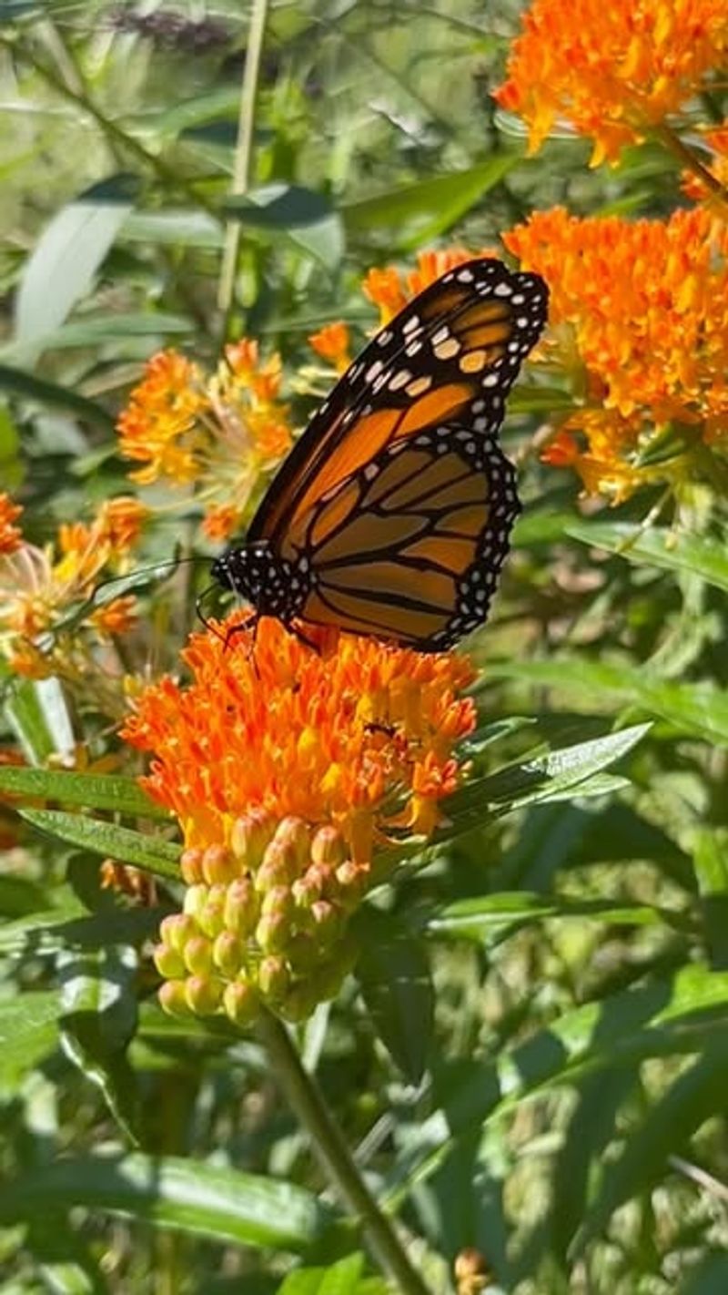 Pollinators Need Your Help