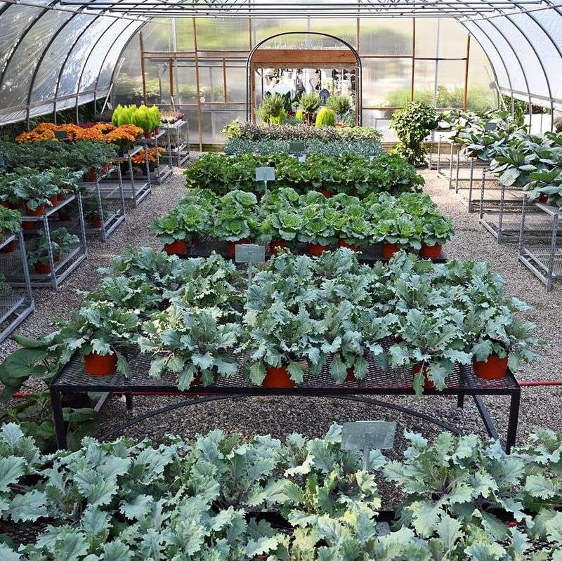 Detroit Garden Plants