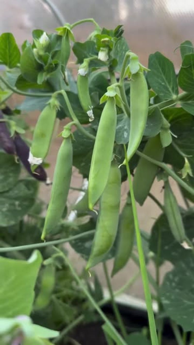 Peas Produce Abundantly