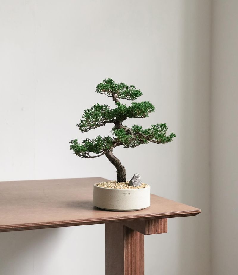 Bonsai Trees