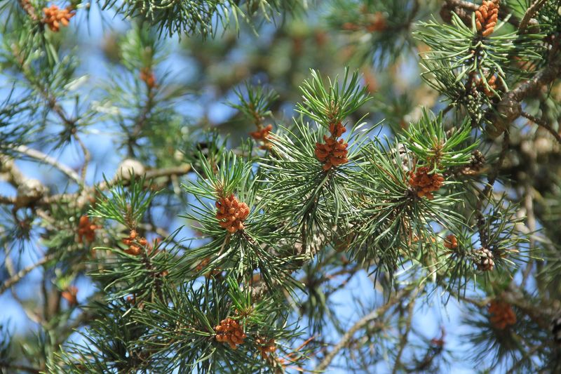 World-Class Conifer Collection Saves Endangered Varieties