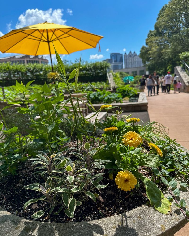 Edible Garden Cooking Demonstrations