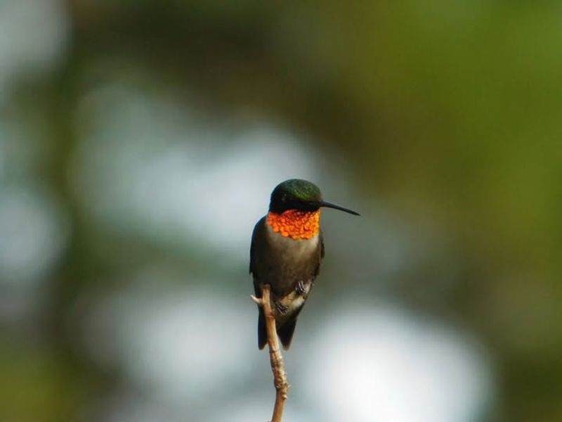 Migration Distance Reaches 500+ Miles