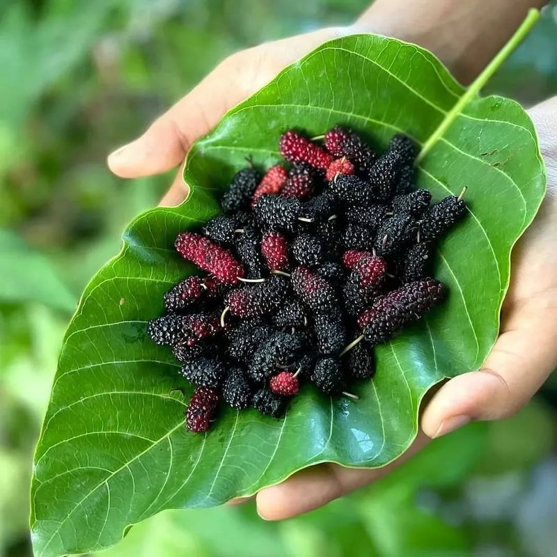 Mulberries