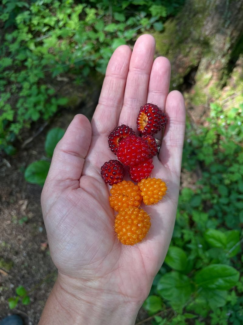 Salmonberries