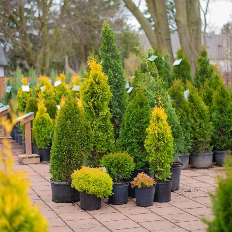 Evergreen Shrubs