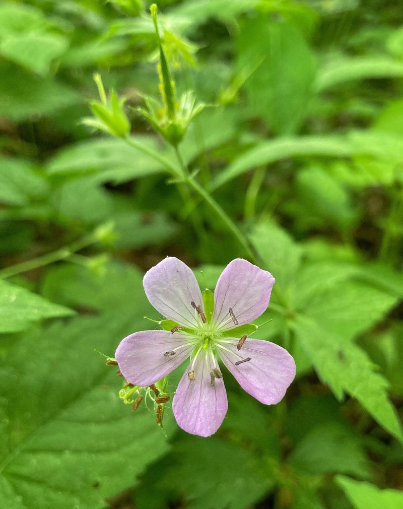 Wild Geranium