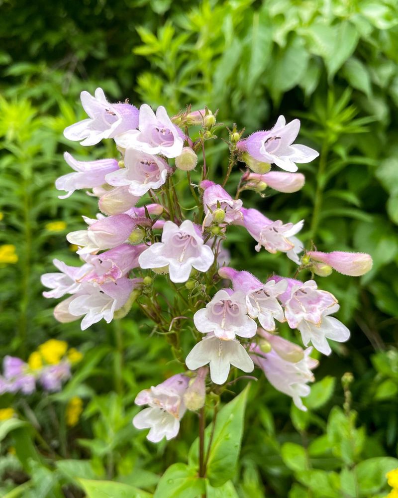 Foxglove Beardtongue