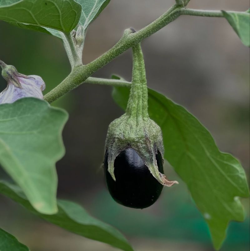 Black Beauty Eggplant