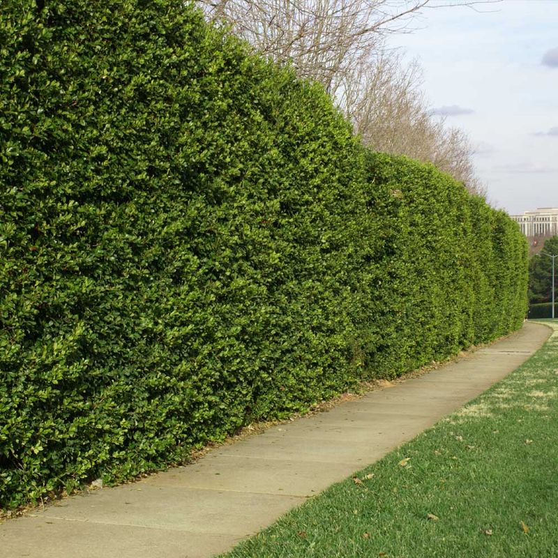 Natural Sound Barriers Block Road Noise