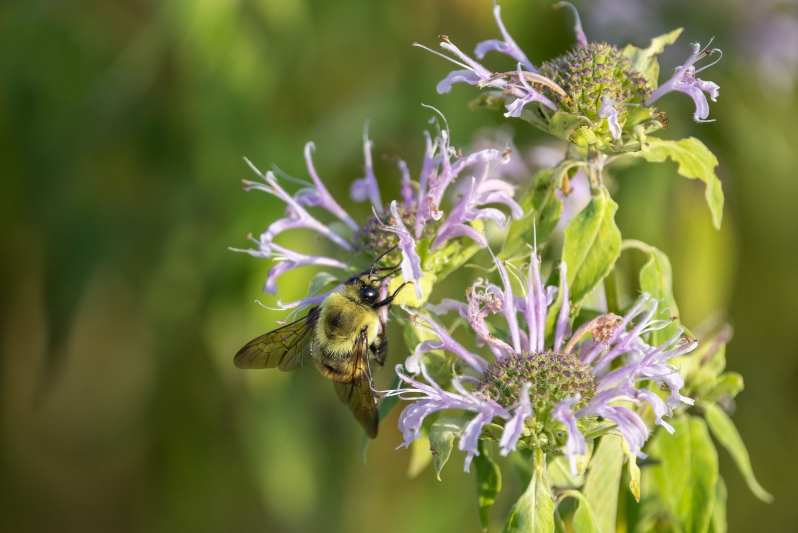 bumblebee on a wiild bergamot flower (featured image)