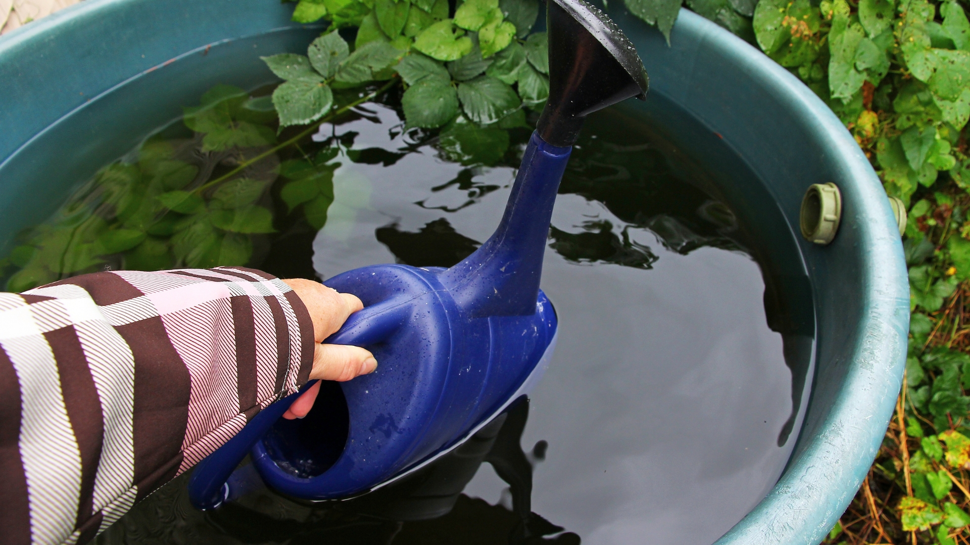 Reasons Pittsburgh Gardens Could Benefit From Rain Gardens This Fall