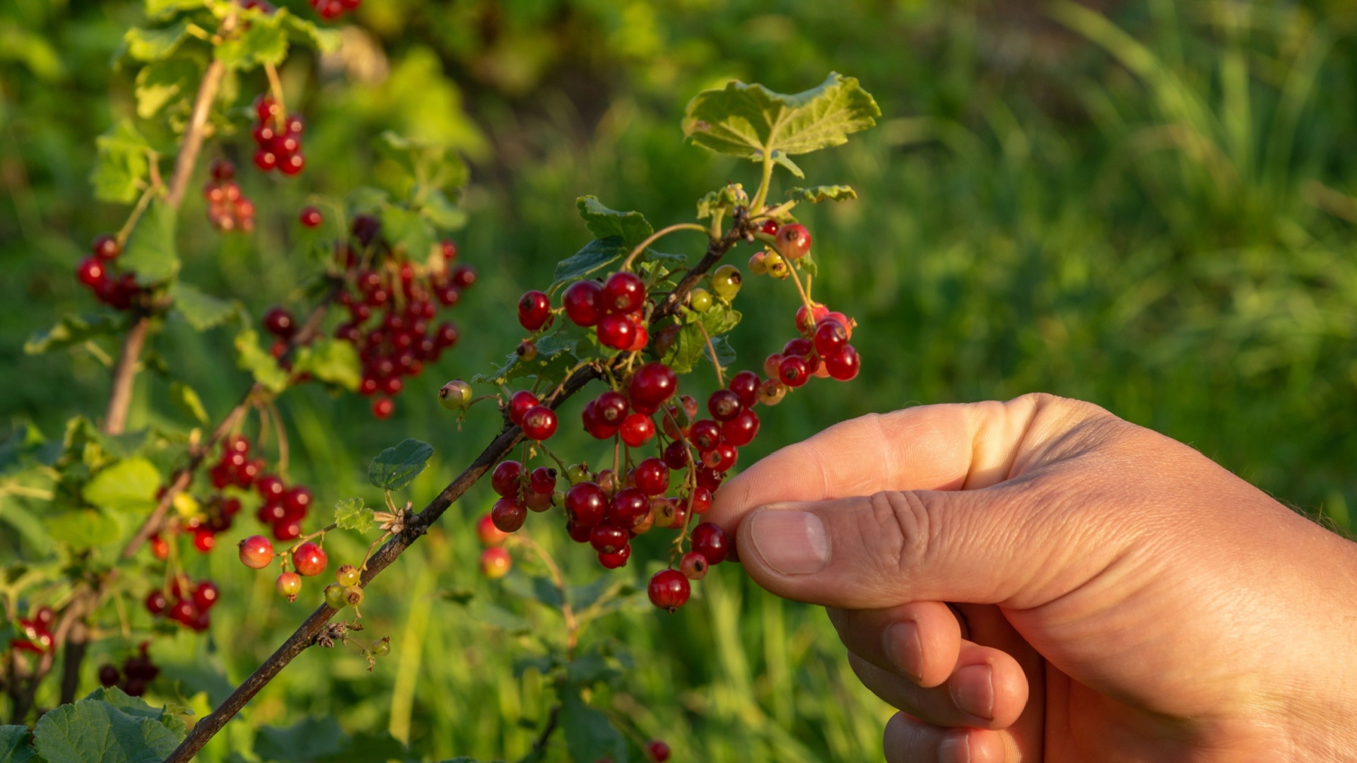 Reasons Some Cleveland Gardeners Plant Foraging Gardens In Fall