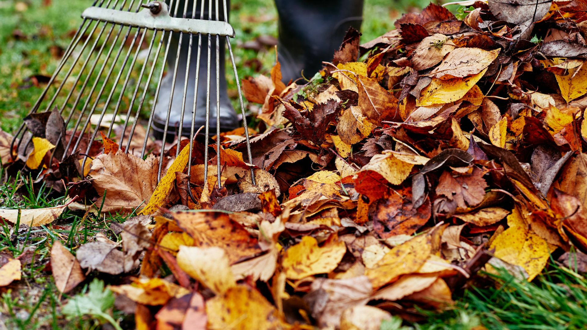leaves in garden