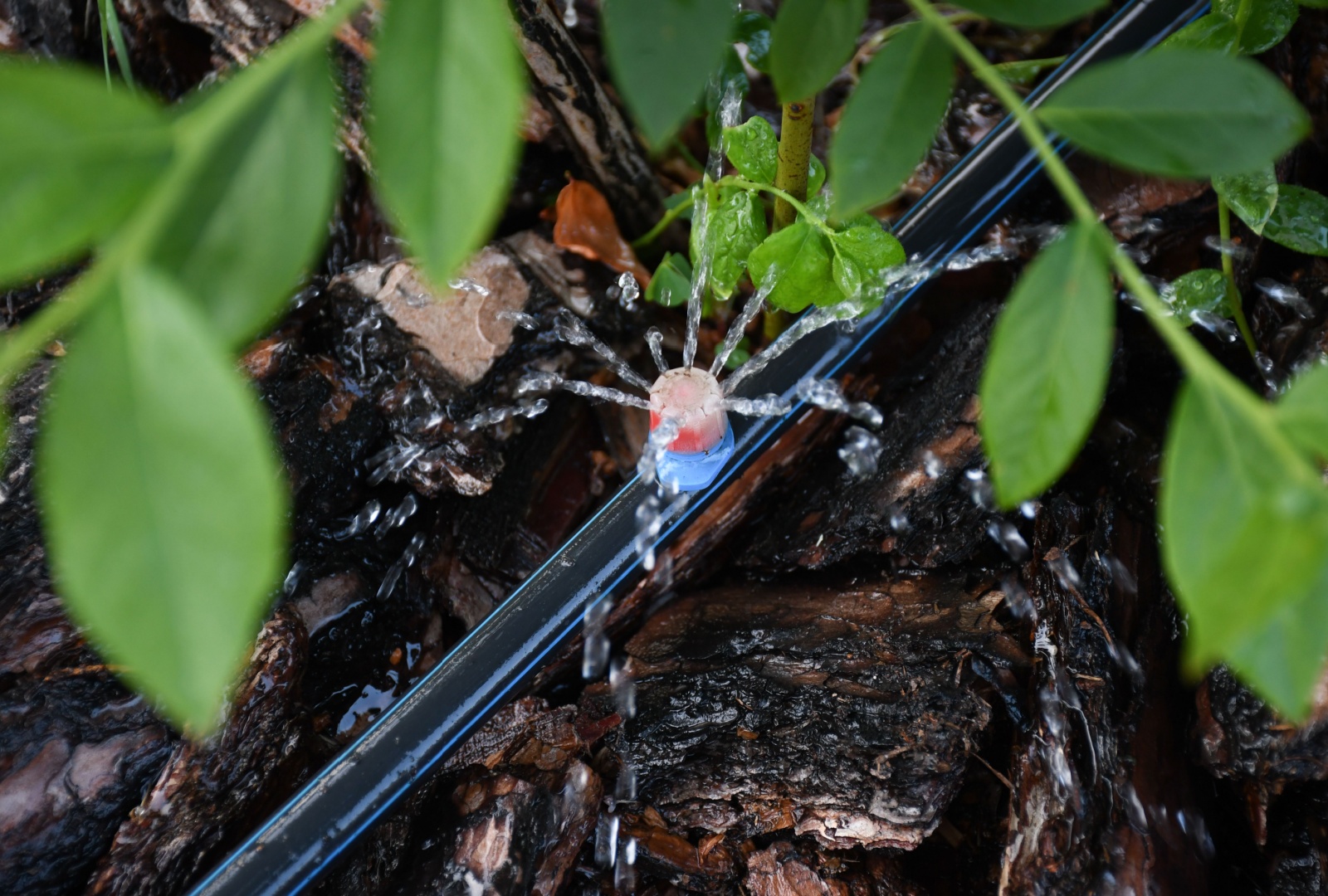 Reasons Some Kansas City Gardeners Choose Climate-Friendly Raised Beds With Smart Drip Kits