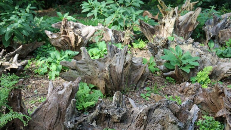 stumpery in garden