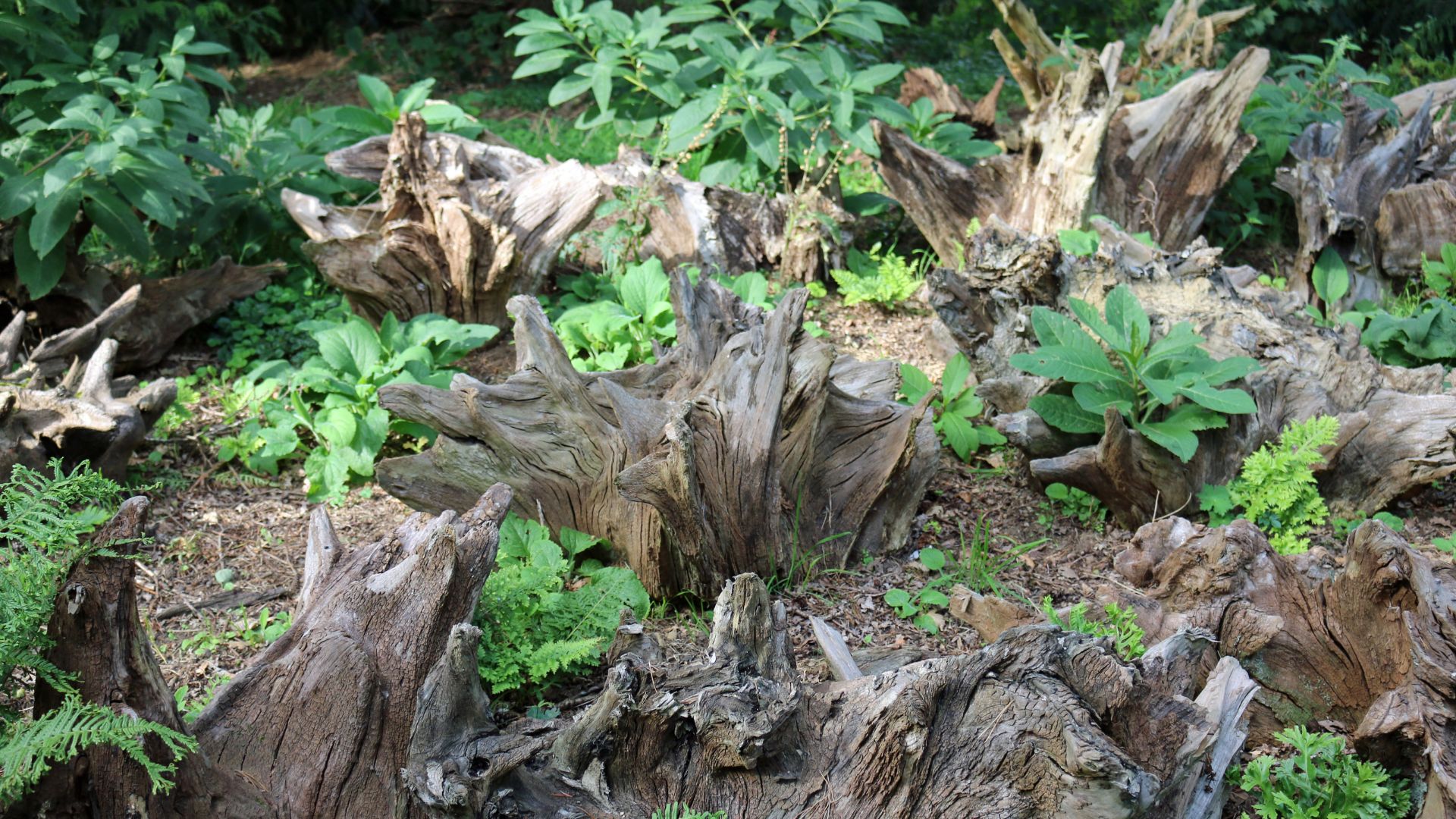 Reasons Some Kentucky Gardeners Add A Stumpery