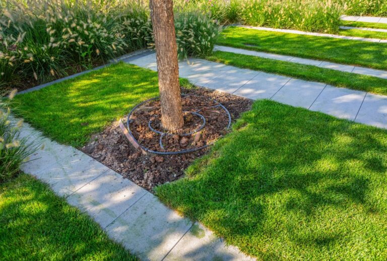 drip irrigation around tree base (featured image)