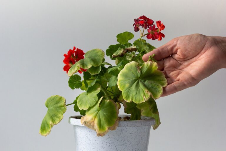 Woman hand holding yellow leaf of blooming geranium damaged