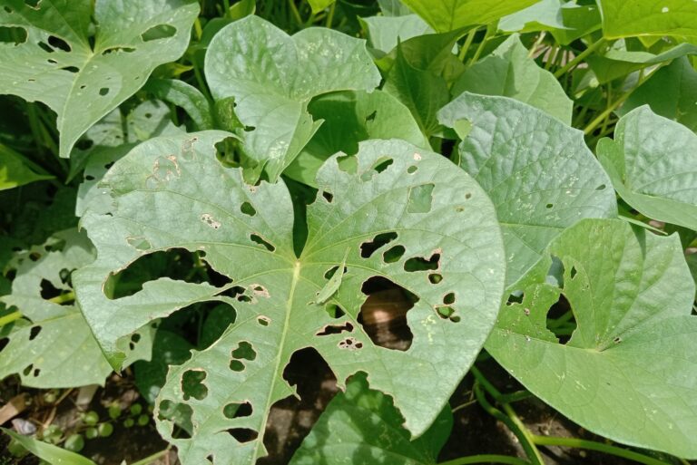 Cassava leaves have holes