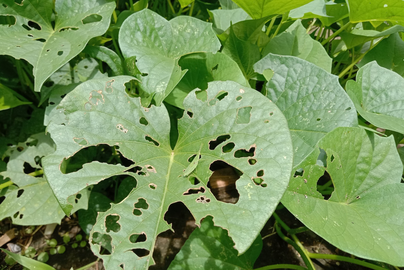 Reasons Your Plant Has Holes In Its Leaves In Ohio Gardens
