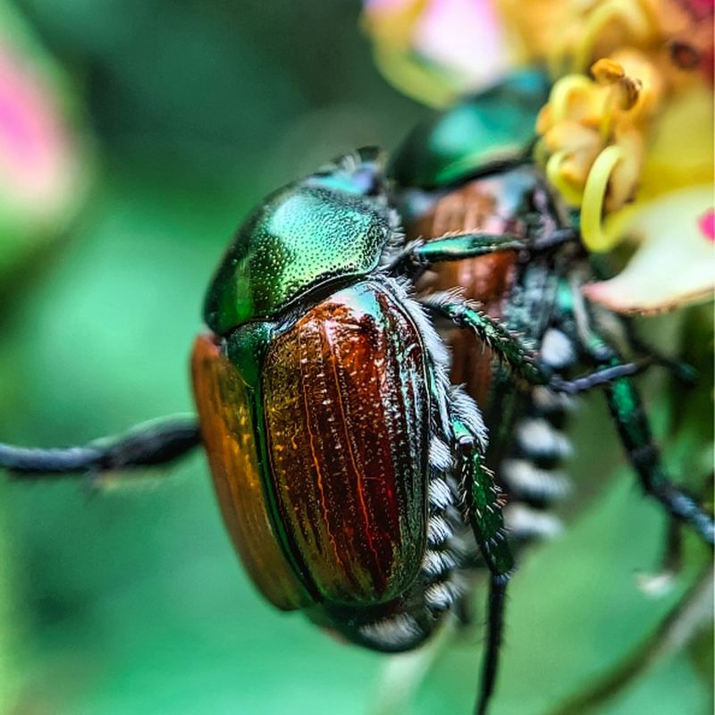 Hungry Japanese Beetles
