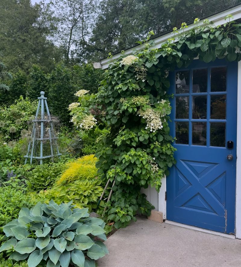 Climbing Hydrangeas Love Massachusetts Shade
