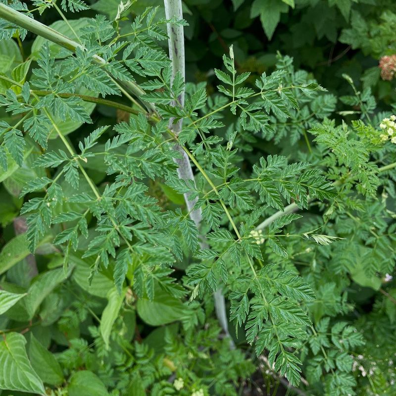 Four-Season Micro Forest Design
